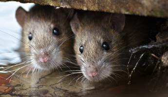 Как избежать осеннего нашествия крыс? Вот что белорусам нужно сделать в сентябре, пока те не проникли в дом