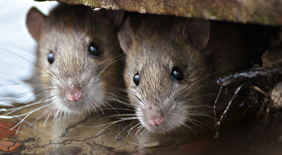 Почему осенью крысы и мыши массово бегут в