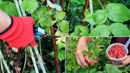 Как правильно обрезать малину осенью? Одна ошибка может лишить будущего урожая
