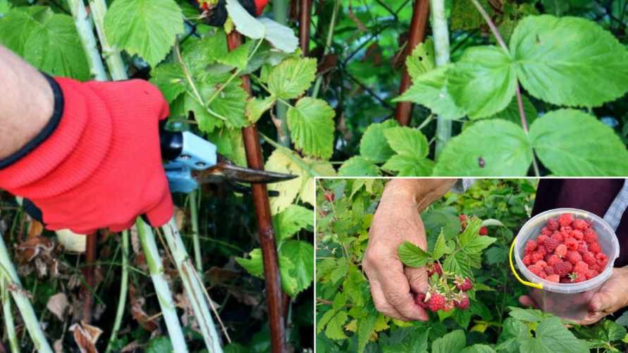 Как правильно обрезать малину осенью? Одна ошибка может лишить будущего урожая