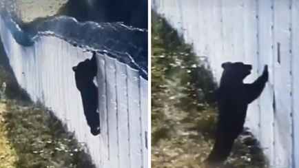 «Шпион в медвежьей шкуре» — На видео попало, как медведь прорывался через забор на литовско-белорусской границе
