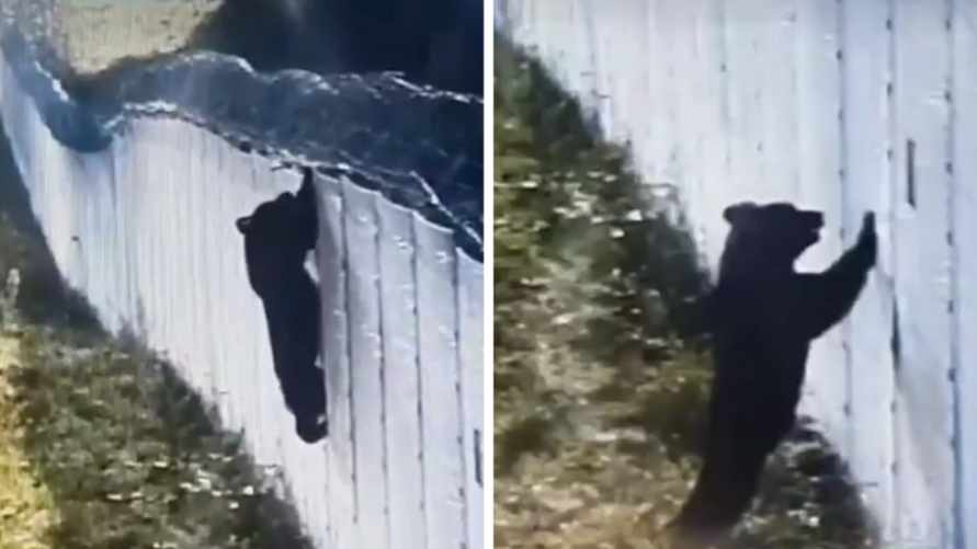 «Шпион в медвежьей шкуре» - На видео попало, как медведь прорывался через забор на литовско-белорусской границе