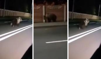«Скоро весь лес в города переедет» — Медведь устроил забег по улицам Колодищ под Минском