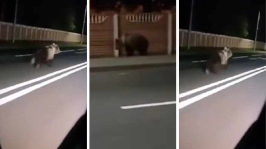 «Скоро весь лес в города переедет» - Медведь устроил забег по улицам Колодищ под Минском