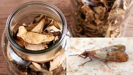 Эта дешевая специя спасет сушеные грибы от моли. Сколько нужно на банку?