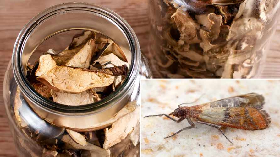 Эта дешевая специя спасет сушеные грибы от моли. Сколько нужно на банку?