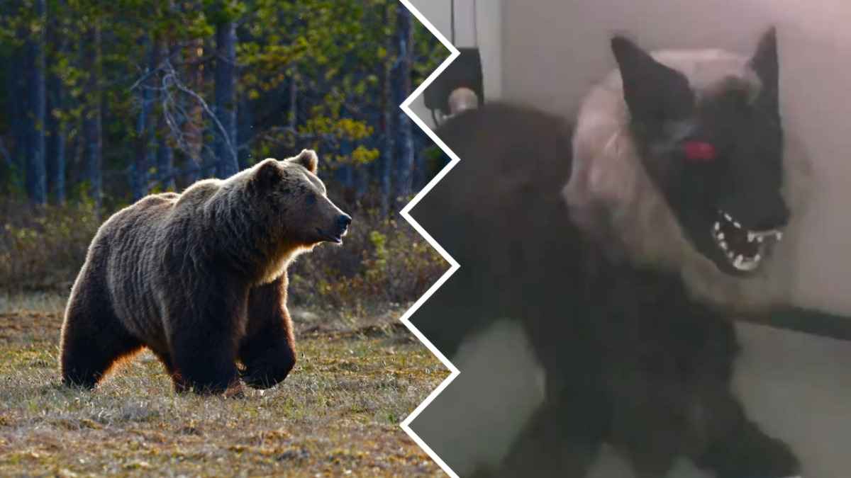 Когда в Беларуси? В Японии изобрели робоволков, чтобы отпугивать медведей