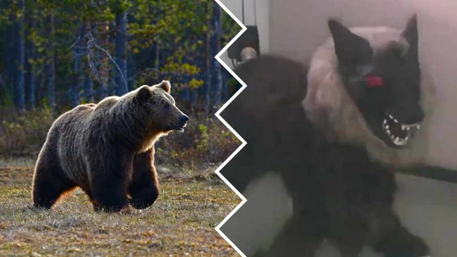 Когда в Беларуси? В Японии изобрели робоволков, чтобы отпугивать медведей