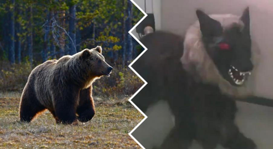 Оказывается, медведи в последнее время стали проявлять повышенное