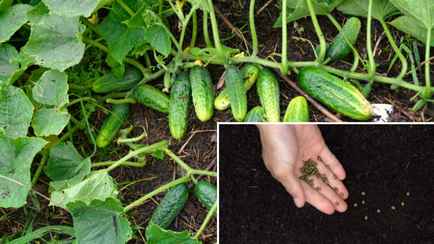 Эти 2 овоща нельзя сажать на месте огурцов. А что стоит посеять там уже осенью?