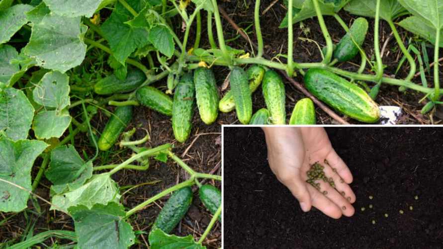 Эти 2 овоща нельзя сажать на месте огурцов. А что стоит посеять там уже осенью?