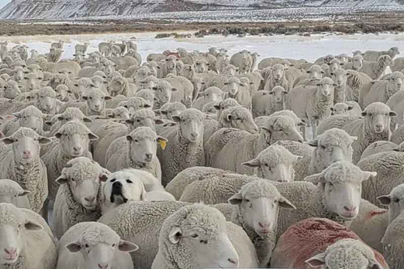 Только 3 человека из 10 могут сделать это. Найдите на картинке собаку за 5 секунд