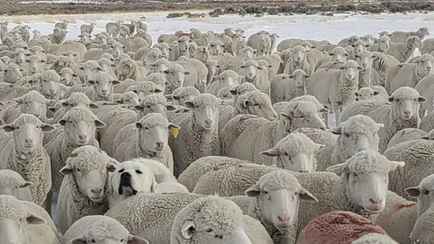 Только 3 человека из 10 могут сделать это. Найдите на картинке собаку за 5 секунд