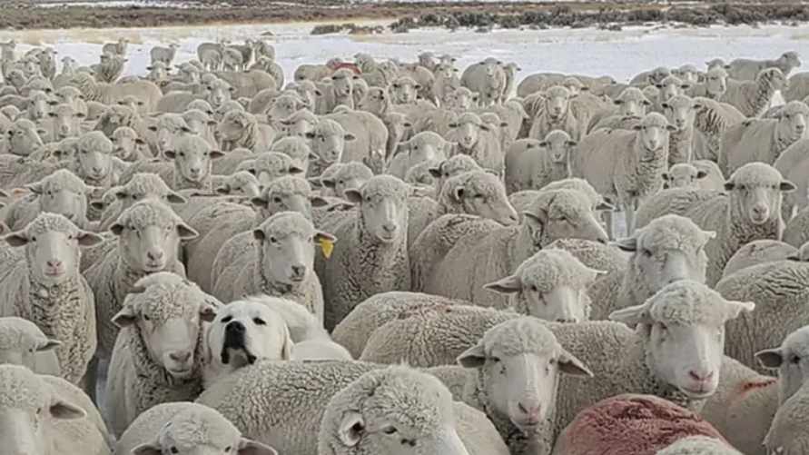 Только 3 человека из 10 могут сделать это. Найдите на картинке собаку за 5 секунд