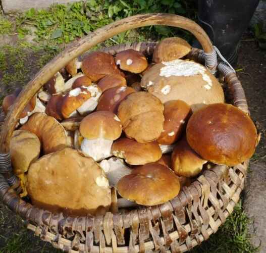 Фото: t.me/gribybelarus