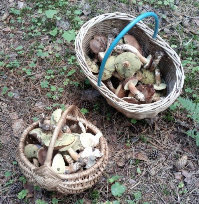 "Сушь несусветная, но..." — Белорусы рассказали, где собрали много грибов, а где «7 из 10 червивые»