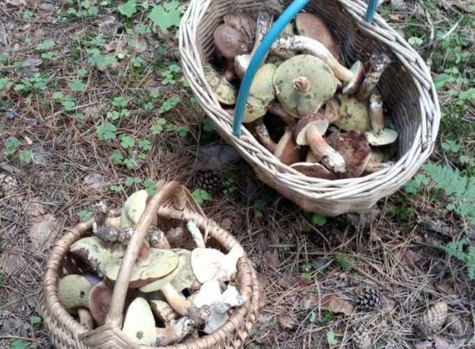 Фото: t.me/gribybelarus