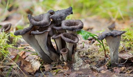 В Беларуси нашли редкие «трубы смерти». Как приготовить эти грибы?