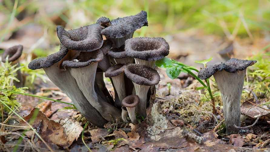 В Беларуси нашли редкие "трубы смерти". Как приготовить эти грибы?