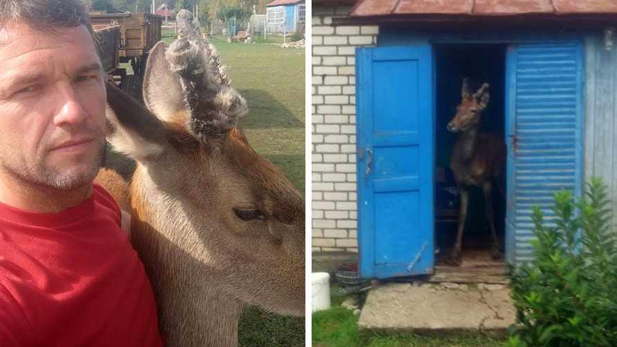 "Один недостаток — грызет провода" — Белорус рассказал, как ручной олень Федор помогает по хозяйству