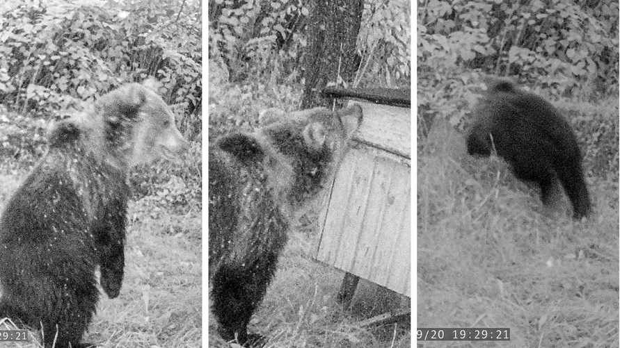 На видео попало, как на Гомельщине медведь пришел на пасеку поесть меда