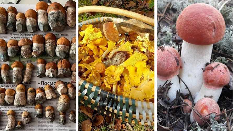 "Сушь несусветная, но..." — Белорусы рассказали, где собрали много грибов, а где «7 из 10 червивые»