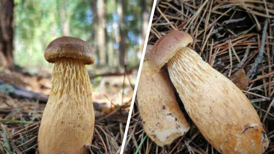 Польские и литовские леса освоил гриб-захватчик из Америки. Когда завоюет Беларусь?