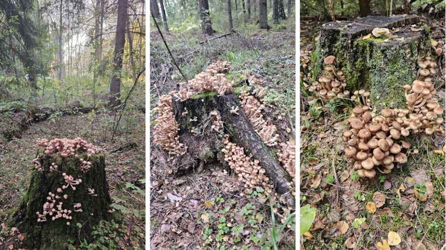 Полоцкий район