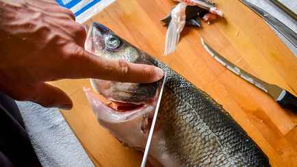 Выбрасываете рыбьи головы? Зря. Нашли 3 способа применить их с пользой