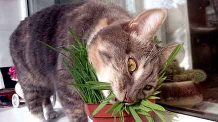 Почему кошки едят траву и домашние растения? Эксперты рассказали, что делать хозяевам
