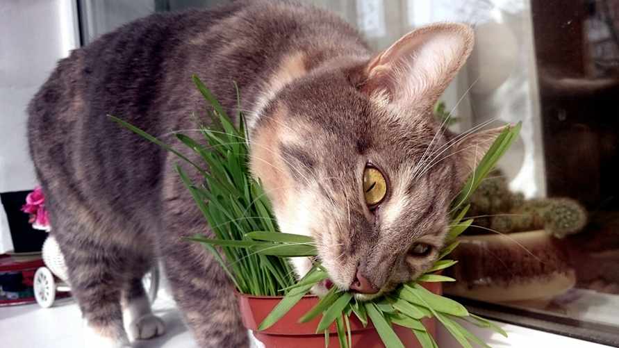 Почему кошки едят траву и домашние растения? Эксперты рассказали, что делать хозяевам