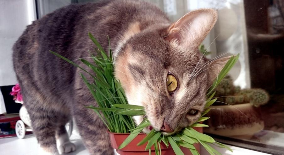 На самом деле, в поедании травы кошками нет