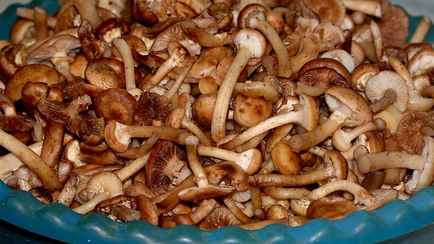 Замаринуйте опята в этом соусе — и не пожалеете. Нашли вкусный рецепт на зиму