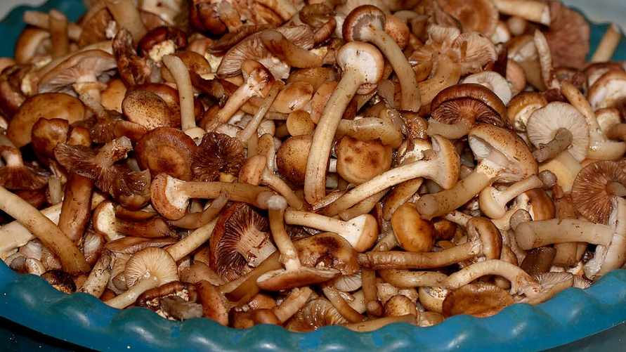 Замаринуйте опята в этом соусе — и не пожалеете. Нашли вкусный рецепт на зиму