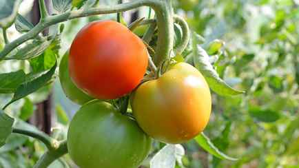 Почему помидоры не краснеют? Вот что нужно сделать прямо сейчас