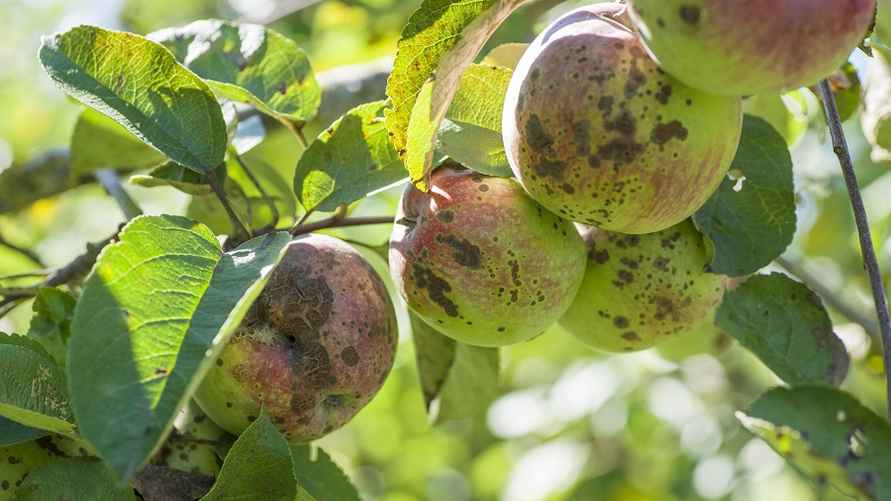 Яблоки, зараженные паршой