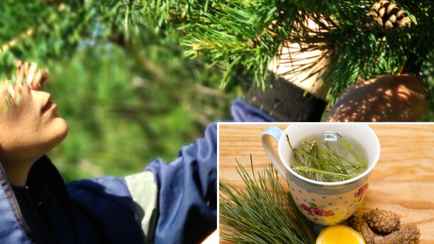 Не пьете чай из сосновых иголок? Узнали, почему полезен особенно осенью. Как заварить?