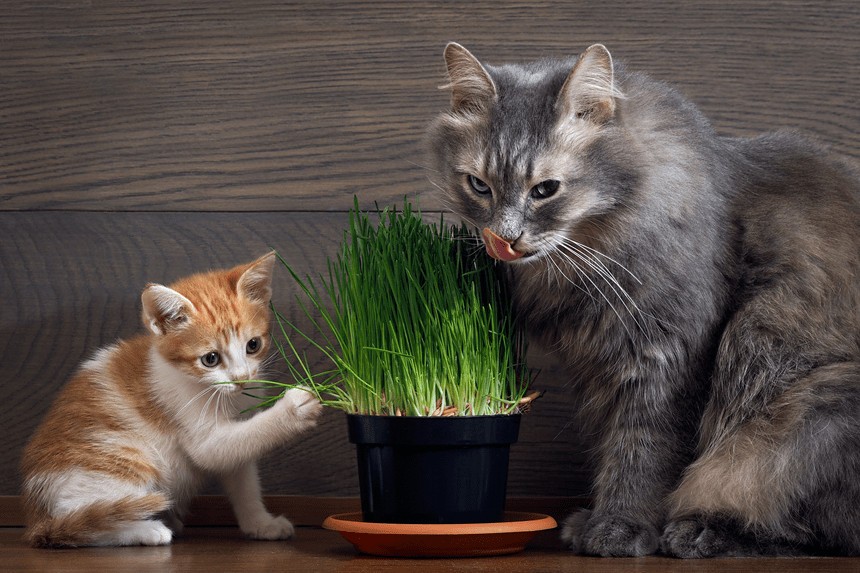 Почему кошки едят траву и домашние растения? Эксперты рассказали, что делать хозяевам