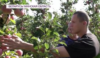 На росТВ назвали цвет белорусских яблок в 2023 году необычным. Что не так?