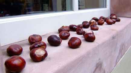 Зачем белорусам осенью класть на подоконник каштаны? Вот от чего спасут ваш дом