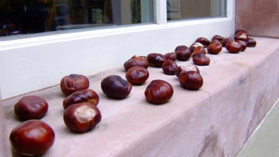 Зачем белорусам осенью класть на подоконник каштаны? Вот от чего спасут ваш дом