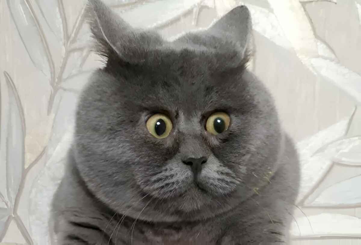 В БРСМ предложили отправлять белорусов, решивших завести домашних животных, к психологу и ветеринару