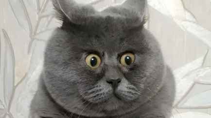 В БРСМ предложили отправлять белорусов, решивших завести домашних животных, к психологу и ветеринару