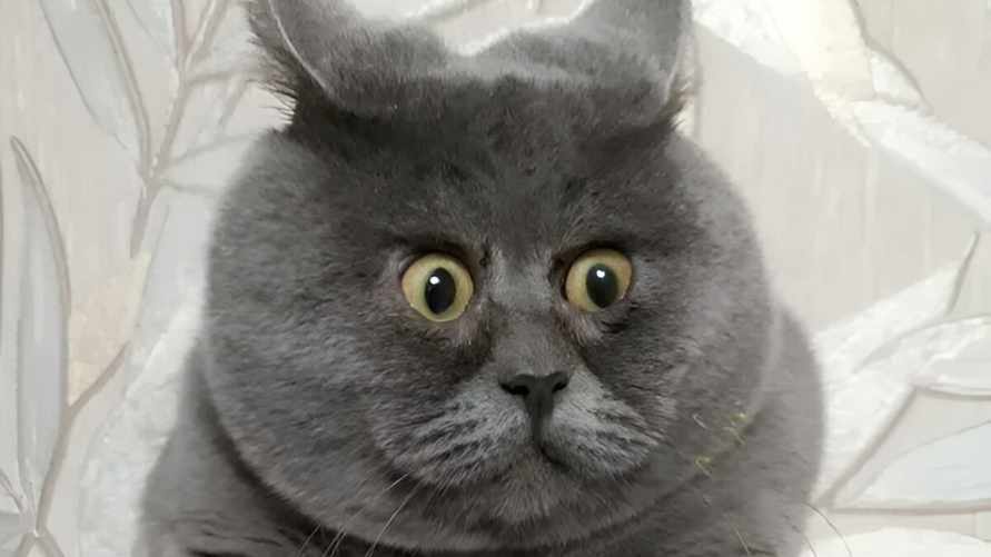 В БРСМ предложили отправлять белорусов, решивших завести домашних животных, к психологу и ветеринару