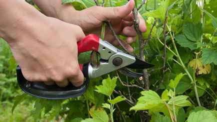 Когда обрезать малину в октябре? Вот от чего ещё зависит будущий урожай