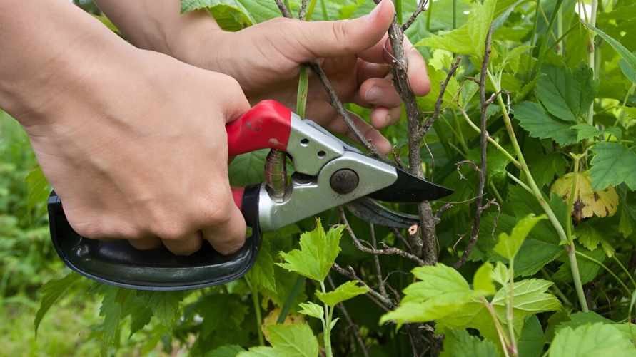 Когда обрезать малину в октябре? Вот от чего ещё зависит будущий урожай