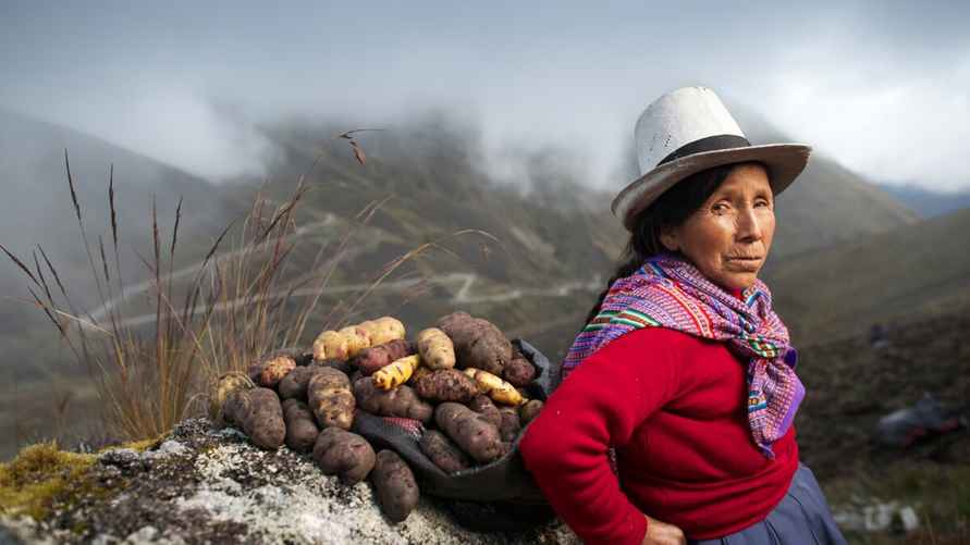 Родиной картошки является Латинская Америка