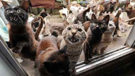 Чиновники рассказали, сколько домашних животных могут держать белорусы в квартире. Как накажут за «лишних» питомцев?