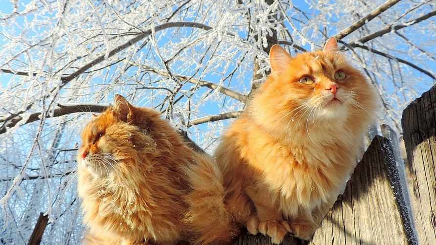 Фото иллюстрационное