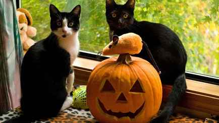 Как сохранить тыкву надолго? Нашли хитрость, которая даже сделает ее слаще